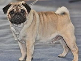 Pug
