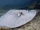 Porcupine ray