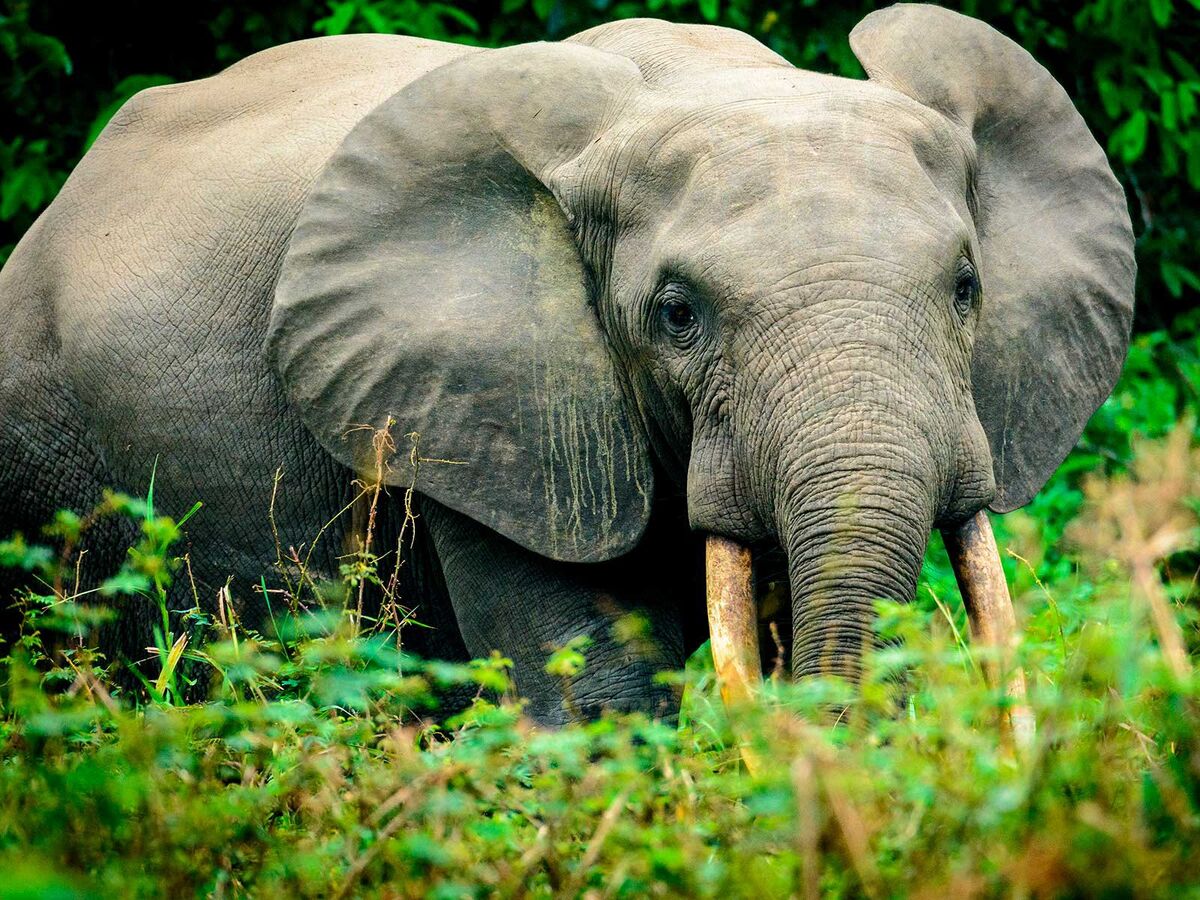 African forest elephant All Species Wiki Fandom