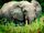 African forest elephant