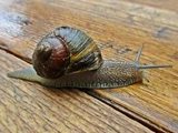 Garden snail