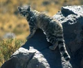 Andean Mountain Cat (Leopardus jacobitus)