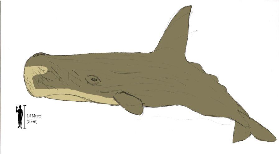 36” Sperm Whale – Nantucket Whales