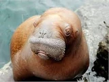 Walrus