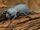 Blue death feigning beetle