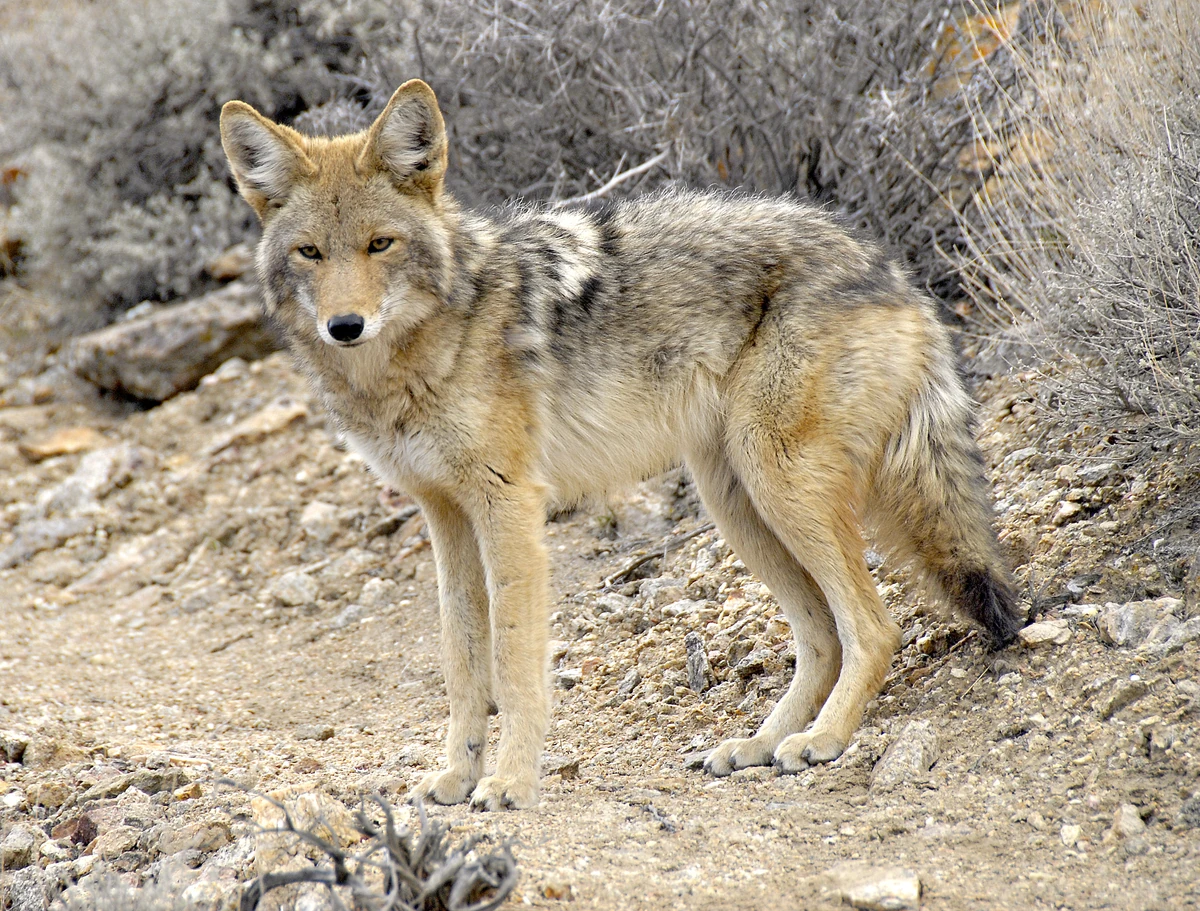 Coyote | All Species Wiki | Fandom