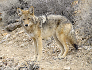 Coyote-by-Neal BIR3705-Print