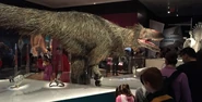 Yutyrannus-huali-amnh.jpg (118 KB) Life sized reconstruction of an Yutyrannus at the American Museum of National History.