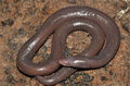 Ichthyophis cardamomensis