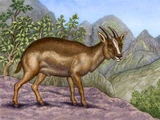 Myotragus balearicus
