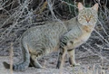 Wildcat (Felis silvestris)