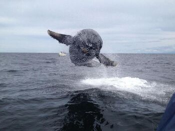 Humpback Whale Calf Breach