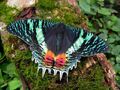 East African Sunset Moth (Chrysiridia croesus)