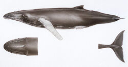 Humpback Whale Graphic.jpg