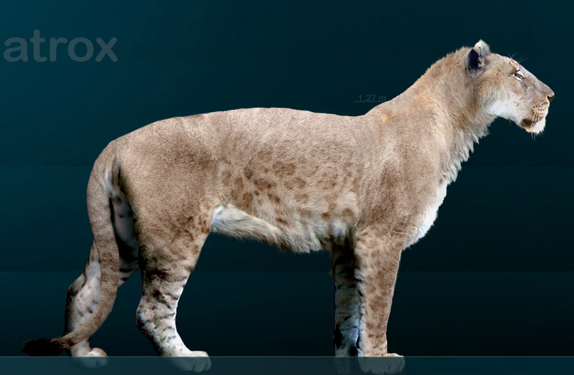 cave lion size comparison