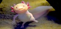 Axolotl