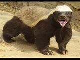 Honey badger