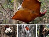 Red and White Giant Flying Squirrel