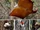 Red and White Giant Flying Squirrel