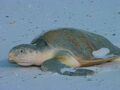 Kemp's Ridley Sea Turtle (Lepidochelys kempii)