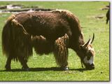 Yak