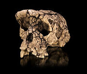 230px-Sahelanthropus tchadensis - TM 266-01-060-1