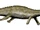 Placodus