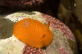 Orange-peel Doris (Acanthodoris lutea)