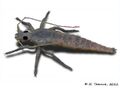 Strudiella devonica