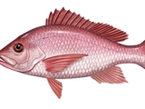 Northern Red Snapper