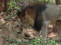 Northern Lion (Panthera leo leo)