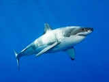 Great white shark