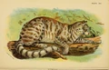 Colocolo (Leopardus colocolo)
