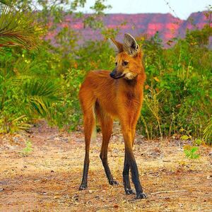 white maned wolf