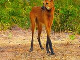 Maned Wolf