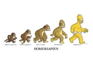 The kwyjibo's evolution