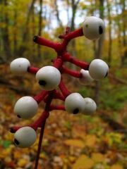 Actaea pachypoda.jpeg