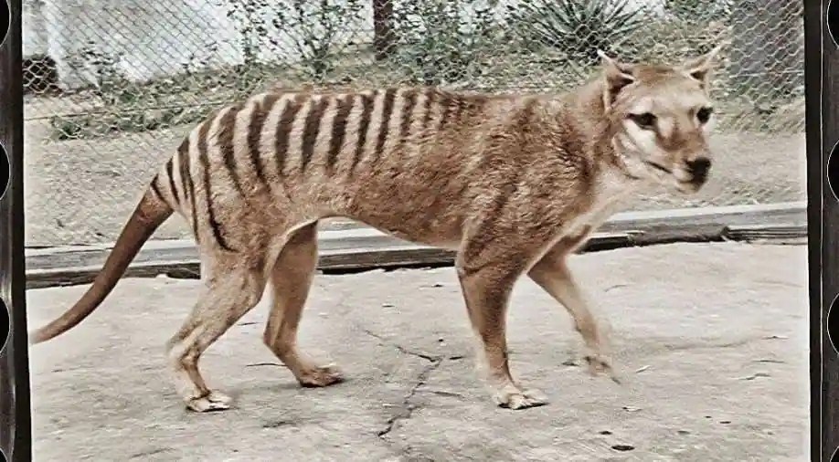 Thylacine All Species Wiki Fandom
