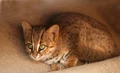 Rusty-spotted Cat (Prionailurus rubiginosus)