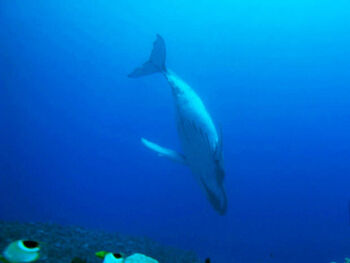 Humpback Whale 5