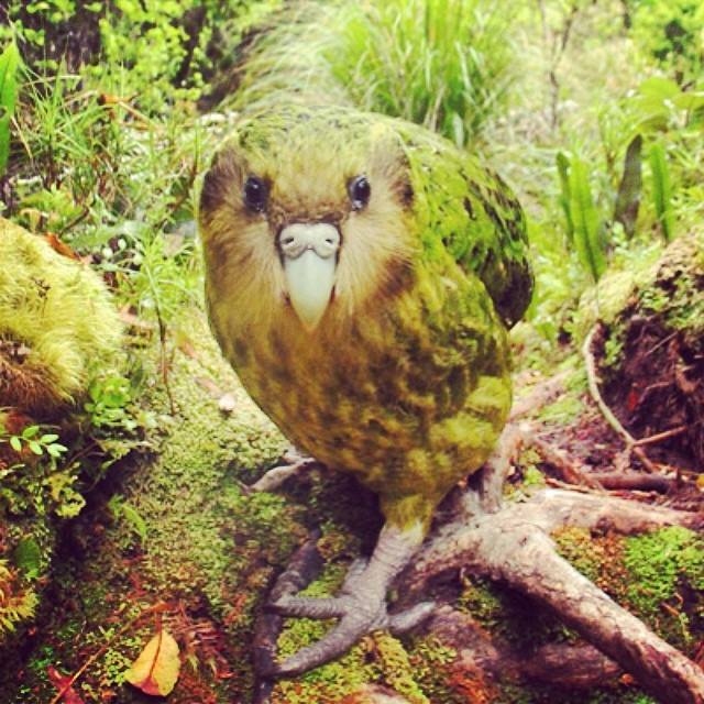 kakapo bird