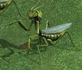 Mantis