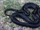 Black whipsnake