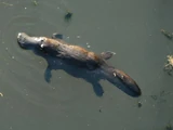 Platypus