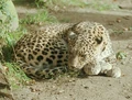 Leopard (Panthera pardus)