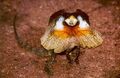 Frilled Lizard (Chlamydosaurus kingii)