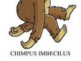 Chimpus imbecilus