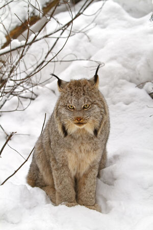 Canada Lynx.jpg