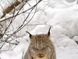 Canada Lynx