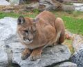 Cougar (Puma concolor)